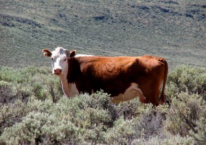 Cow sez: Dude. Do I really need another brand?